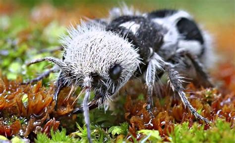 Boredpandaphography Top 10 Beautiful Photography Panda Ant Animals