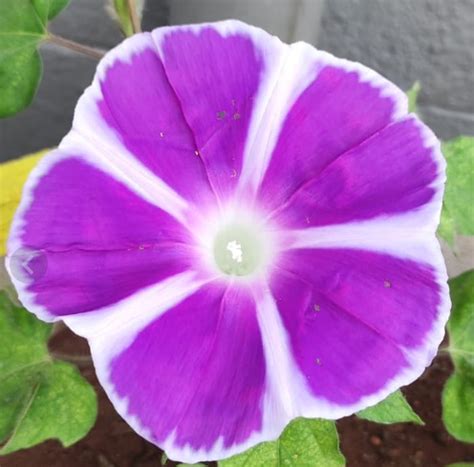 Morning Glory Mt Fuji Purple Seeds Buy At Seedsnpots