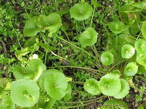 Claytonia Miners Lettuce Winter Purslane Is A Cold Hardy West Coast