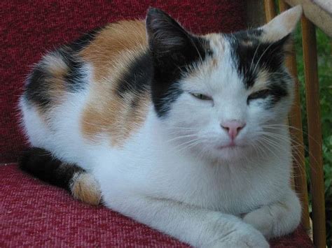 Lapjeskat by ToJoLa Beautiful Cats, Animals Beautiful, Gorgeous, Cute ...
