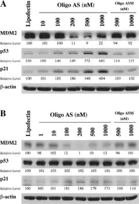 Effects Of Anti MDM2 Antisense Oligonucleotides On MDM2 P53 And P21