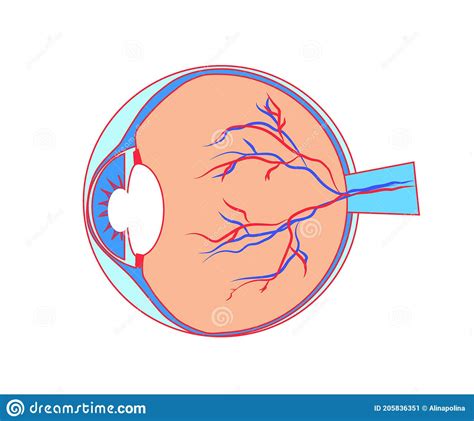 Anatomische Structuur Van Het Menselijk Oog Tekenfilm Vector Vector