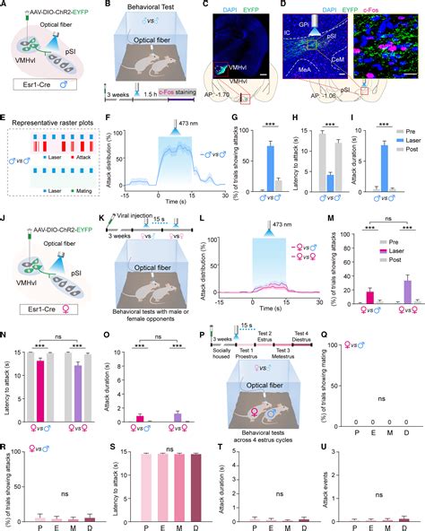 A Hypothalamic Amygdala Circuit Underlying Sexually Dimorphic