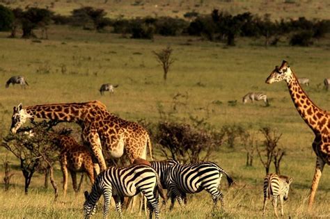 Halve Dagtour Naar Hluhluwe Imfolozi Vanuit Richards Bay Aangeboden