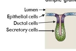 VM 603 Histology 6 GI Tract Salivary Gland And Pancreas Flashcards