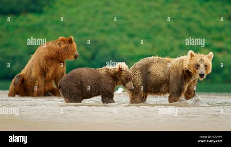 Brown Bears Ursus Arctos Female With Cubs In River Kamchatka