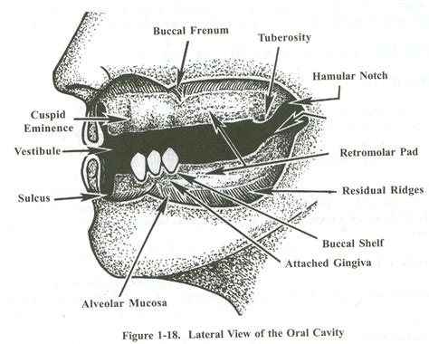 Retromolar Pad Anatomy