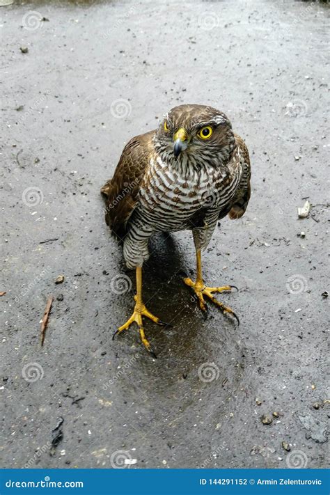 Baby hawk stock photo. Image of hawk, bird, eagle, baby - 144291152