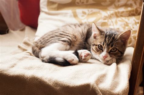 Premium Photo | Young cute cat sleeping on the couch