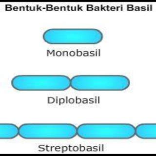 Gambar 2. Macam-macam bentuk Basil monobasil (E. coli), diplobasil ...