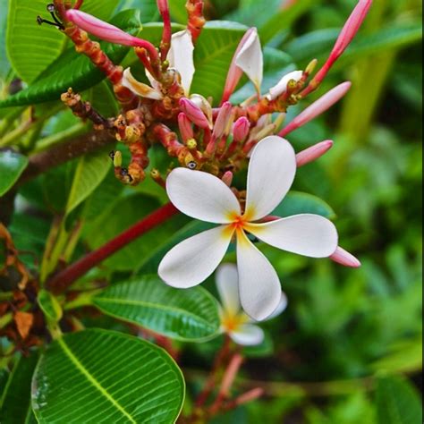 Plumeria in hawaii | Plumeria, Plants, Flowers