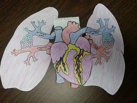 Ms Anatomy Cardiovascular System