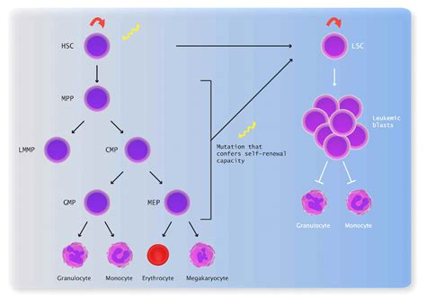 Recent Advances In Acute Myeloid Leukemia Stem Cell Biology Haematologica