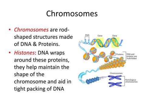 PPT - Chromosomes PowerPoint Presentation, free download - ID:2348813