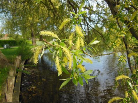 Bildet Tre Vann Natur Skog Gren Anlegg Sollys Blad Blomst