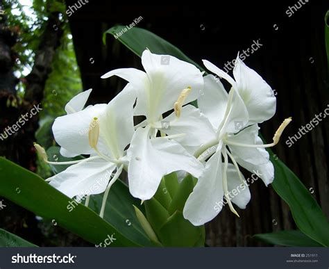 Fragrant Camia Philippine Flower Stock Photo 251911 - Shutterstock