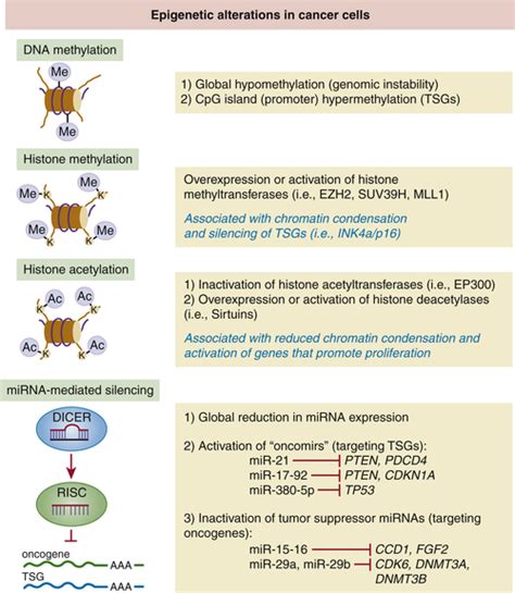 Tumor Suppressor Genes | Clinical Gate