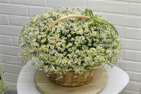 Ритуальная корзина из живых цветов 50 ромашек от 10 800 руб - купить по ...