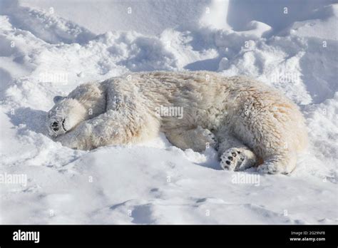 El Cachorro De Oso Polar Est Acostado Y Durmiendo Sobre La Nieve