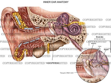 Inner Ear Anatomy — Medical Art Works