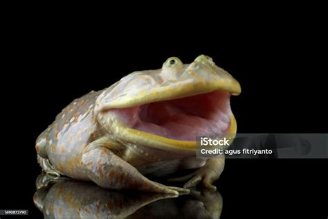 Freddy Krueger Frogs Lepidobatrachus Laevis Stock Photo Download