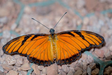 Mariposa Pasionaria De Alas Largas Fauna Encenillos De Sinadamanoy