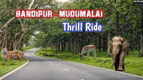 Thrill Ride Bandipur To Mudumalai Forest Theppakadu Elephant Camp