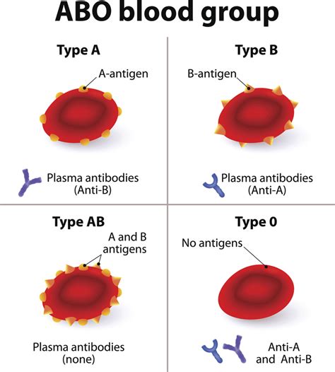 antigens      red blood cells  rebecca