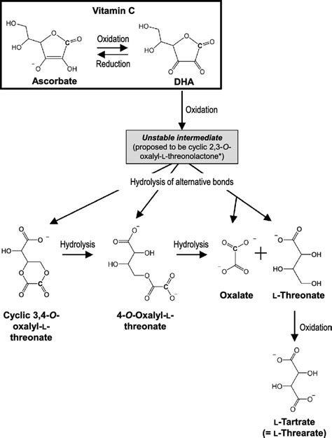 The Oxidation Pathway Of Ascorbate Vitamin C Consists Of Ascorbate Download Scientific Diagram