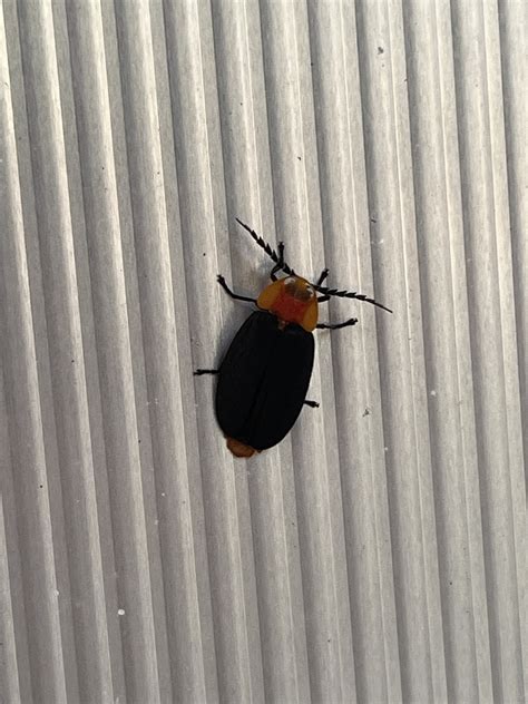 Pyrocoelia Atripennis In November By Nakatada Wachi Inaturalist