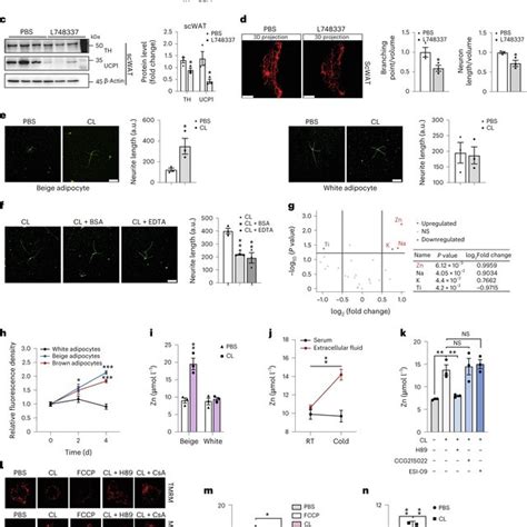 Ucp Positive Thermogenic Adipocytes Secrete Zn After Adrenergic