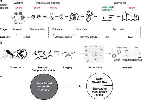 Screening For Potential Prophylactics Targeting Sporozoite Motility