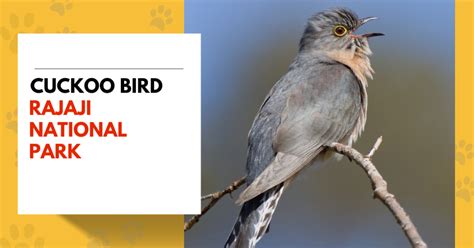 Cuckoo Bird | Fascinating Facts & Behavior - Jungle Safari Rajaji ...