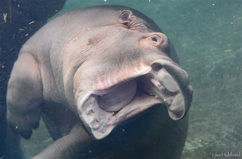 Fritz Newest Cincinnati Zoo Hippo Star Flashes Toothy Grin Photos