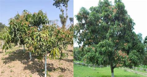 The Best Fertilizer For Mango Tree When And How To Apply