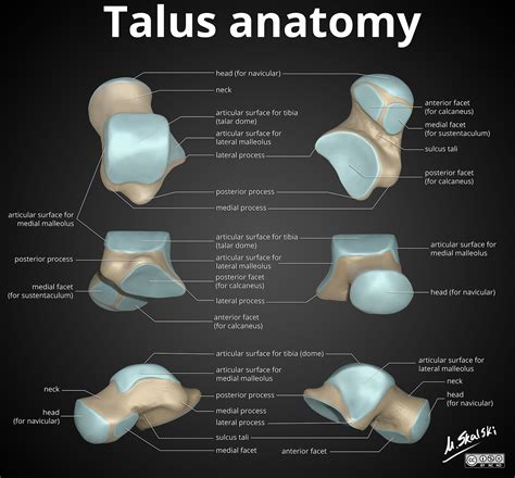 Radiopaedia Drawing Talus From Multiple Angles English Labels