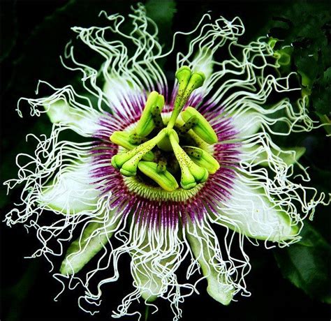 Passiflora Edulis Flavicarpa Lilikoi Smart Seeds Emporium