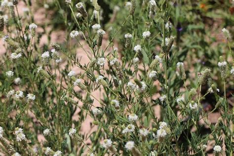 Dalea Candida White Prairie Clover Attractive Perennial For