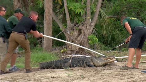 Man Has Arm Amputated After Alligator Attack Behind Bar Flipboard