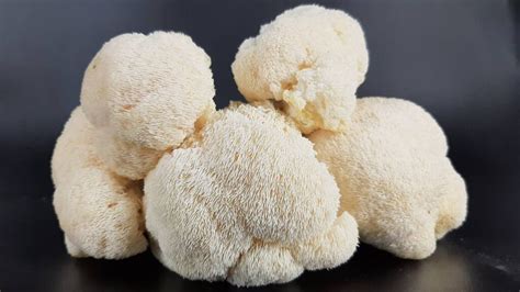 The Benefits of Lion's Mane Mushrooms: A Detailed Guide - Organic Mushrooms