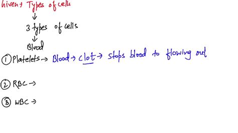 SOLVED:Name the three types of lymphocytes and identify their functions,