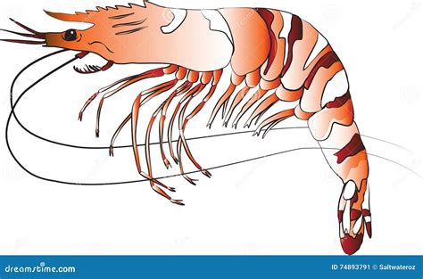 Black Tiger Prawn Stock Vector Illustration Of Delicious 74893791