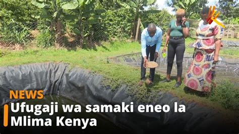 Ufugaji Wa Samaki Eneo La Mlima Kenya Youtube