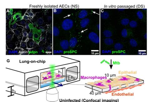 A Lung On Chip Model Reveals An Essential Role For Alveolar Epithelial