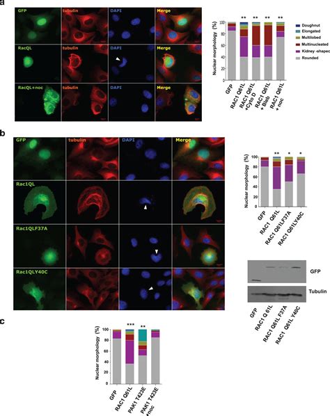 RAC1 Induces Nuclear Alterations Through The LINC Complex To Enhance