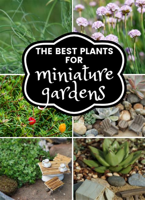 35 Best Fairy Garden Plants (& I've tried A LOT of plants!) | Fairy ...