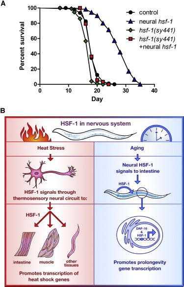 Hsf Is Required In Peripheral Tissues For Neural Hsf Overexpressing