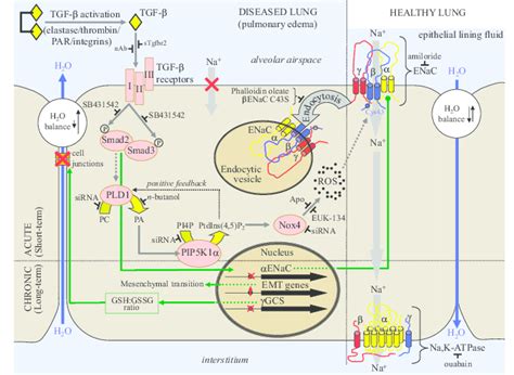 Schematic illustration of the TGF β ENaC pathway in a generalized