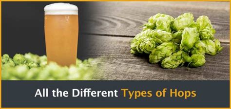 The 52brews Guide Hop Varieties And How To Use Hops In Brewing