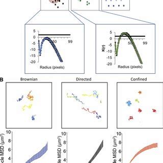 Modalities And Genetic Requirements For Dsb Movement A Mammalian Cell